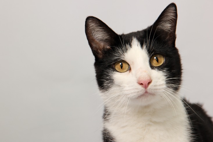 black market website